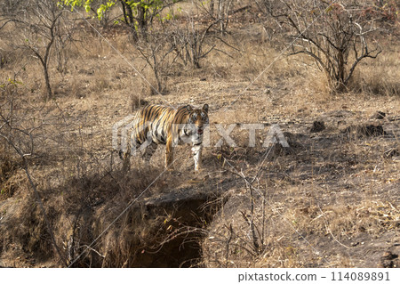 wild female bengal tiger or tigress or panthera tigris walking or territory stroll in dry forest and in hot humid summer season morning safari at bandhavgarh national park reserve madhya pradesh india wild female bengal tiger or tigress or panthera tigris walking or territory stroll in dry forest and in hot humid summer season morning safari at bandhavgarh national park reserve madhya pradesh india 114089891