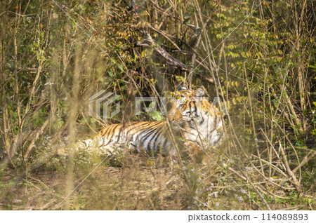 shy and elusive wild female bengal tiger or panthera tigris camouflage in grass in winter season morning safari at dhikala zone of jim corbett national park forest ramnagar uttarakhand india 114089893
