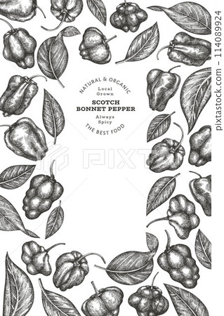 Hand drawn sketch style scotch bonnet pepper banner. Organic fresh vegetable vector illustration. Retro cayenne pepper design template 114089924