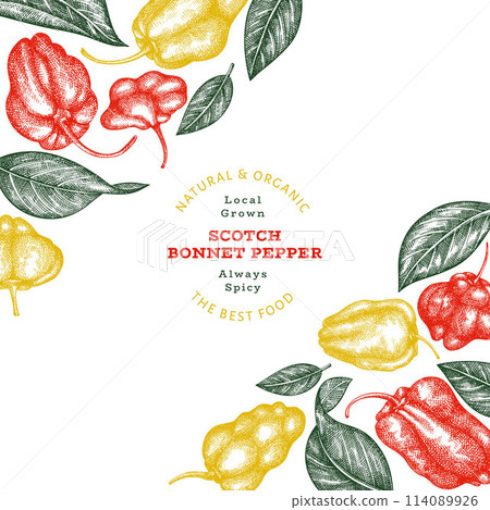 Hand drawn sketch style scotch bonnet pepper banner. Organic fresh vegetable vector illustration. Retro cayenne pepper design template 114089926