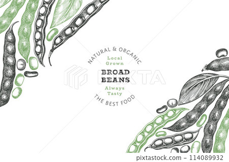 Hand drawn broad beans design template. Organic fresh food vector illustration. Retro pods illustration. Engraved botanical style cereal background. Hand drawn broad beans design template. Organic fresh food vector illustration. Retro pods illustration. Engraved botanical style cereal background. 114089932