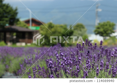 Azumino Lavender Fields 114089940