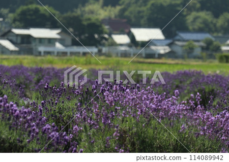 Scenery of lavender field 114089942