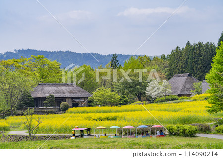 Abundant rapeseed flowers blooming in terraced fields at Michinoku Lakeside National Park in Kawasaki Town, Miyagi Prefecture 114090214