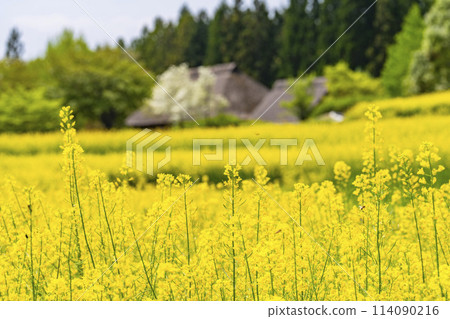 Abundant rapeseed flowers blooming in terraced fields at Michinoku Lakeside National Park in Kawasaki Town, Miyagi Prefecture Abundant rapeseed flowers blooming in terraced fields at Michinoku Lakeside National Park in Kawasaki Town, Miyagi Prefecture 114090216
