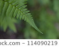 Fern quietly standing in the forest 114090219