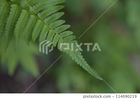 Fern quietly standing in the forest 114090219