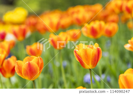 Brightly blooming tulips at Michinoku Lakeside National Park in Kawasaki, Miyagi Prefecture Brightly blooming tulips at Michinoku Lakeside National Park in Kawasaki, Miyagi Prefecture 114090247