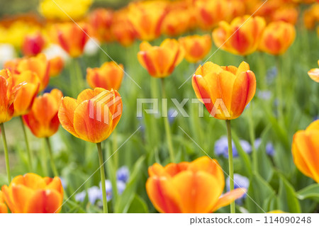 Brightly blooming tulips at Michinoku Lakeside National Park in Kawasaki, Miyagi Prefecture Brightly blooming tulips at Michinoku Lakeside National Park in Kawasaki, Miyagi Prefecture 114090248