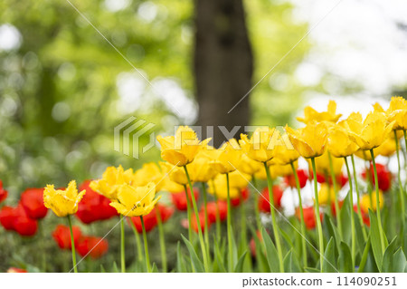 Brightly blooming tulips at Michinoku Lakeside National Park in Kawasaki, Miyagi Prefecture 114090251