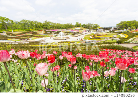 宮城縣川崎町國立陸奧森湖濱公園鬱金香盛開 宮城縣川崎町國立陸奧森湖濱公園鬱金香盛開 114090256