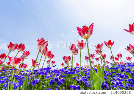 Brightly blooming tulips at Michinoku Lakeside National Park in Kawasaki, Miyagi Prefecture Brightly blooming tulips at Michinoku Lakeside National Park in Kawasaki, Miyagi Prefecture 114090268