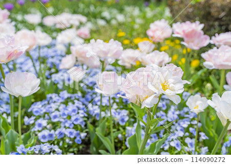 Brightly blooming tulips at Michinoku Lakeside National Park in Kawasaki, Miyagi Prefecture Brightly blooming tulips at Michinoku Lakeside National Park in Kawasaki, Miyagi Prefecture 114090272