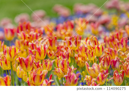 Brightly blooming tulips at Michinoku Lakeside National Park in Kawasaki, Miyagi Prefecture Brightly blooming tulips at Michinoku Lakeside National Park in Kawasaki, Miyagi Prefecture 114090275