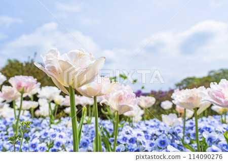 Brightly blooming tulips at Michinoku Lakeside National Park in Kawasaki, Miyagi Prefecture 114090276