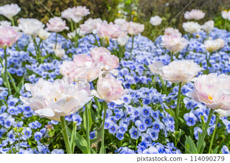 Brightly blooming tulips at Michinoku Lakeside National Park in Kawasaki, Miyagi Prefecture Brightly blooming tulips at Michinoku Lakeside National Park in Kawasaki, Miyagi Prefecture 114090279