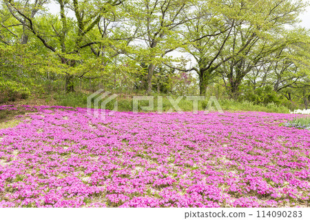宮城縣川崎町國立陸奧森湖濱公園盛開的福祿考 114090283
