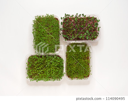 Growing various micro-green plants at home in phytolamp light. Growing various micro-green plants at home in phytolamp light. 114090495