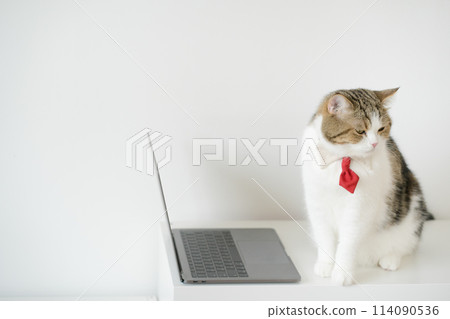 business concept with tabby scottish cat costume with necktie during use laptop and sit on white table business concept with tabby scottish cat costume with necktie during use laptop and sit on white table 114090536