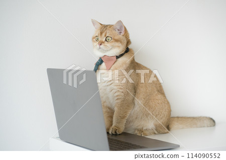 business concept with gold brittish cat costume with necktie and use laptop 114090552