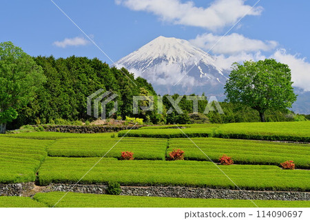 Spring: The vibrant new buds of tea plantations in Obuchisaba. Mount Fuji shines brightly against the clouds. 114090697