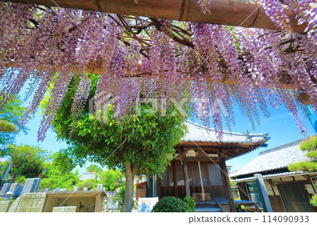 [Ehime Prefecture] Wisteria in full bloom at the Kannon Hall of Teishoji Temple on a clear day 114090933