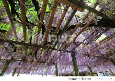 [Ehime Prefecture] Wisteria in full bloom at the Kannon Hall of Teishoji Temple on a clear day 114090946