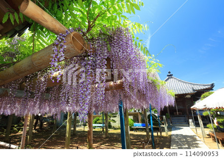 [Ehime Prefecture] Wisteria in full bloom at the Kannon Hall of Teishoji Temple on a clear day 114090953
