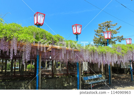 [Ehime Prefecture] Wisteria in full bloom at the Kannon Hall of Teishoji Temple on a clear day 114090963