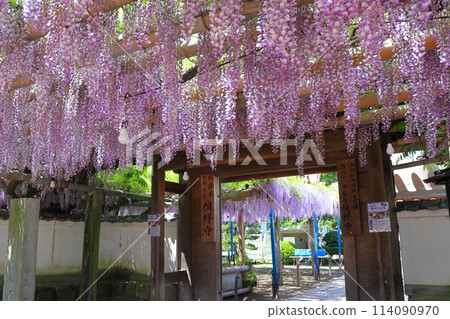 [愛媛縣] 晴朗的日子，定正寺觀音堂紫藤盛開 114090970