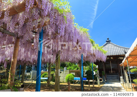 [愛媛縣] 晴朗的日子，定正寺觀音堂紫藤盛開 114090973