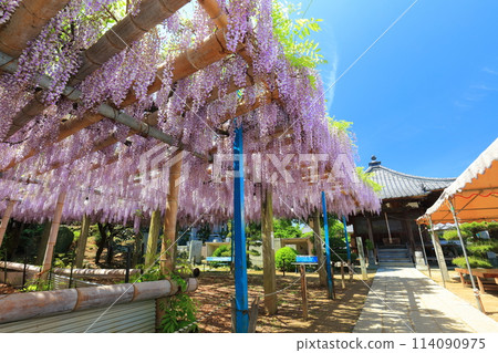[Ehime Prefecture] Wisteria in full bloom at the Kannon Hall of Teishoji Temple on a clear day 114090975