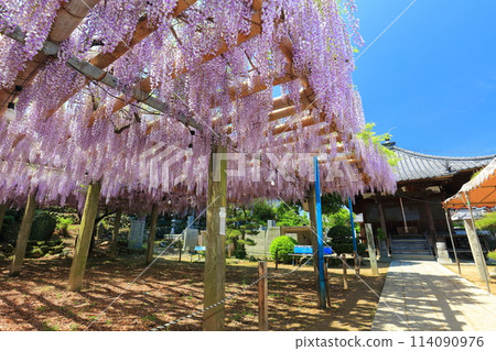 [愛媛縣] 晴朗的日子，定正寺觀音堂紫藤盛開 114090976