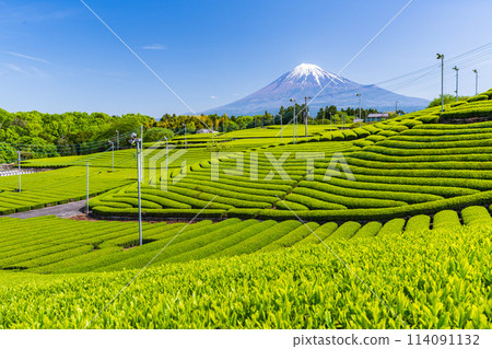 (Shizuoka Prefecture) Mount Fuji seen over the beautiful green tea fields of Tenma, Fuji City 114091132