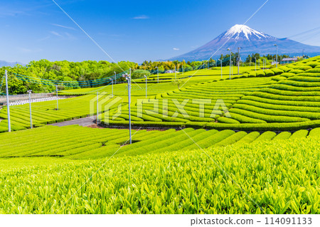(Shizuoka Prefecture) Mount Fuji seen over the beautiful green tea fields of Tenma, Fuji City 114091133