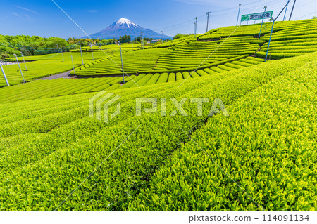 （靜岡縣）從富士市天滿的茶田眺望富士山，美麗的萌木色 114091134