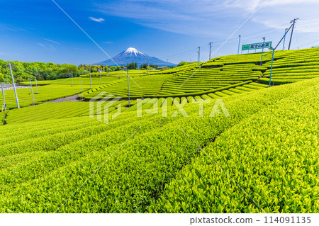 （靜岡縣）從富士市天滿的茶田眺望富士山，美麗的萌木色 114091135