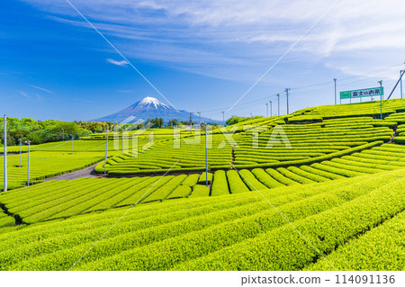 （靜岡縣）從富士市天滿的茶田眺望富士山，美麗的萌木色 114091136