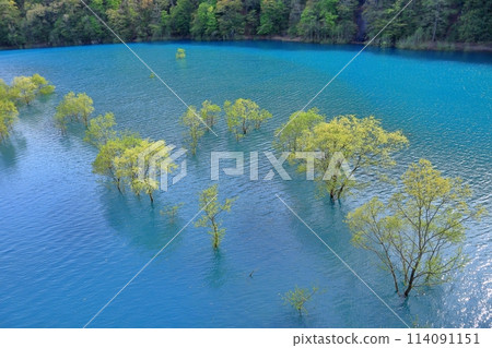Submerged forest of Lake Shusen Submerged forest of Lake Shusen 114091151