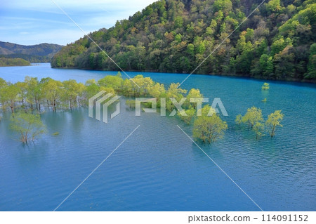Submerged forest of Lake Shusen Submerged forest of Lake Shusen 114091152