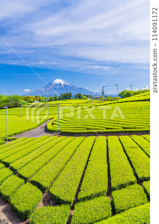 (Shizuoka Prefecture) Mt. Fuji seen over the beautiful moegi-colored geometric patterns of the tea fields of Tenma, Fuji City (Shizuoka Prefecture) Mt. Fuji seen over the beautiful moegi-colored geometric patterns of the tea fields of Tenma, Fuji City 114091172