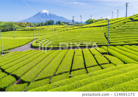 （靜岡縣）富士市天滿茶田上空的富士山，美麗的萌木色幾何圖案 114091173