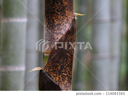 Bamboo skin Bamboo skin 114091565