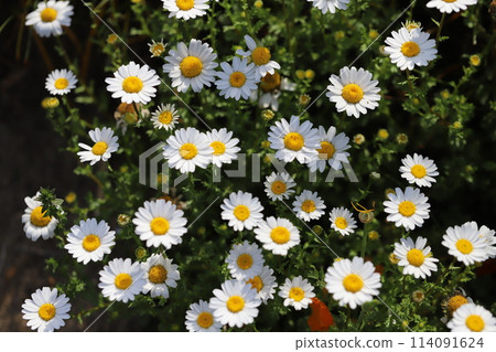 春天花園裡盛開的白色雛菊 114091624