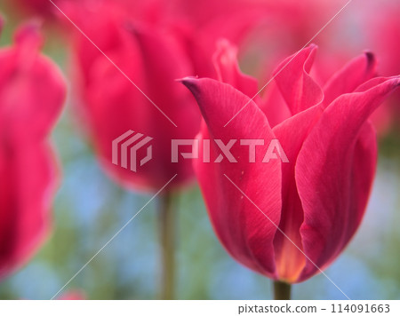 四月盛開的鬱金香 114091663