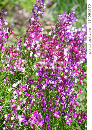 Linaria (Hime Goldfish) Linaria (Hime Goldfish) 114091670