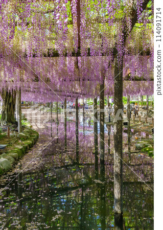 盛開的紫藤花(久尺紫藤)/天王川公園 盛開的紫藤花(久尺紫藤)/天王川公園 114091714