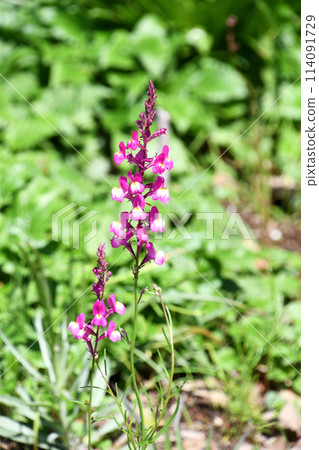 Linaria (Hime Goldfish) 114091729