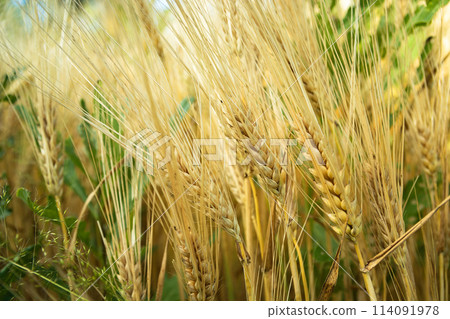 Close-up of ears of grain in the field, summer day in June 114091978