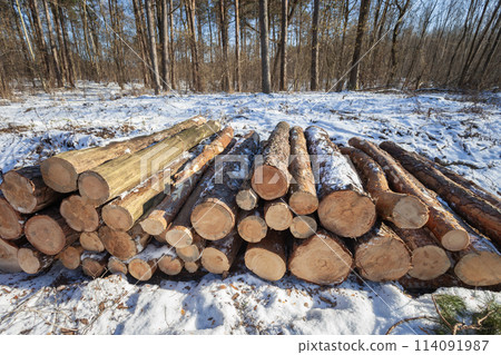 Cut tree logs lying in winter forest, sunny February day 114091987
